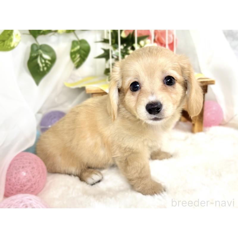 成約済の滋賀県のチワックス:チワワ×ミニチュアダックスフンド-408990の3枚目